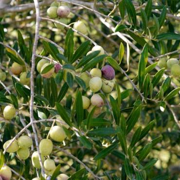 Five amazing ancient olive oil tricks you can use today!